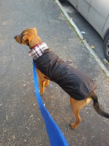 Proteggere i cani deboli da pioggia e freddo è fattibile