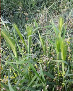 Hordeum Murinum meglio noto come Forasacco