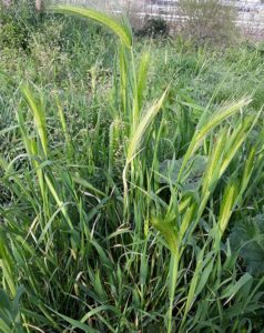 Hordeum Murinum meglio noto come Forasacco