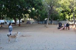 Le aree cani non sempre sono a misura di cane