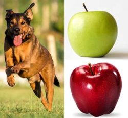 La mela fa bene anche al cane, ma con moderazione