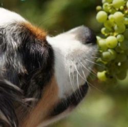 Uva e cane sono un pessimo abbinamento