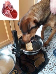 Dieta e cardiomiopatia dilatativa