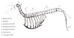 La schiena del cane