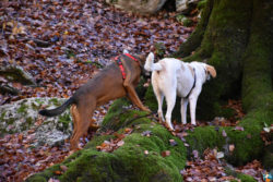 Parco Naturale Regionale Monti Simbruini