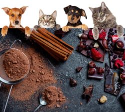 Niente cioccolato per gli animali