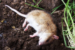 Allarme a Matierno, veleno per topi in strada: È pericoloso per cani e  gatti