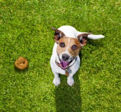 Le feci possono dirci molto del cane