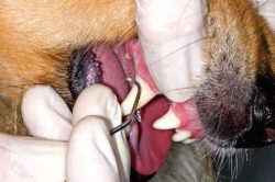 Detartrasi del cane