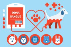 Anche gli animali donano il sangue