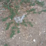 Il concetto moderno di area cani