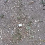 Il concetto moderno di area cani